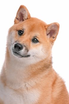 Japanese Shiba Inu dog