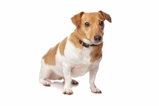 Jack Russel Terrier in front of a white background