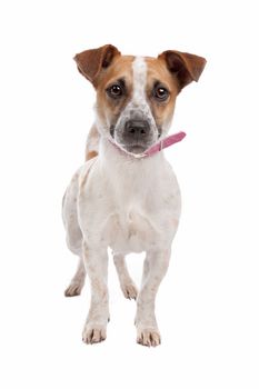 Jack russel Terrier dog in front of a white background