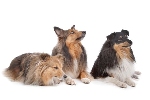 three Shetland Sheepdogs in front of a white background