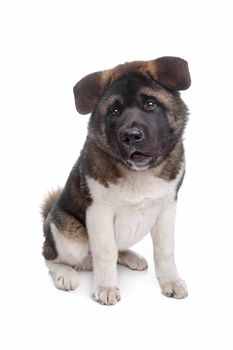 American Akita puppy dog in front of a white background