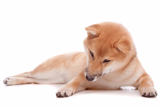 Japanese Shiba Inu dog