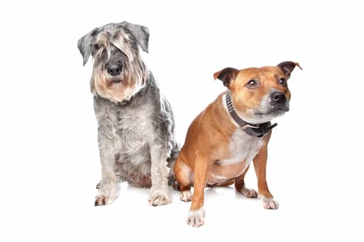 Stafford and a Schnauzer dog in front of a white background