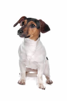 Jack Russel Terrier in front of a white background