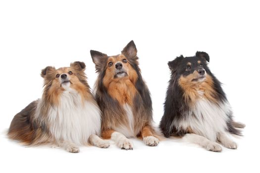 three Shetland Sheepdogs in front of a white background