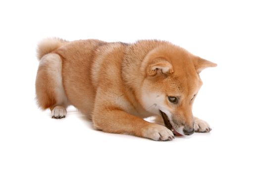 Japanese Shiba Inu dog