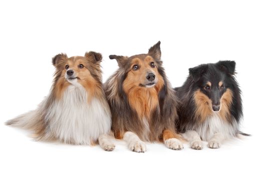 three Shetland Sheepdogs in front of a white background