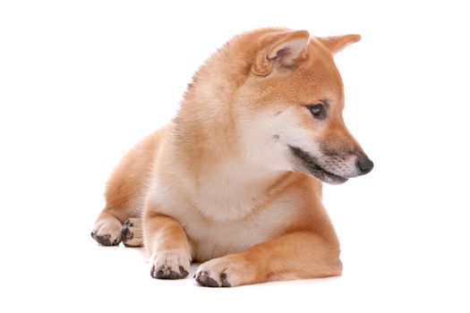 Japanese Shiba Inu dog