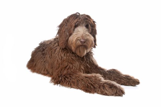 Labradoodle in front of a white background