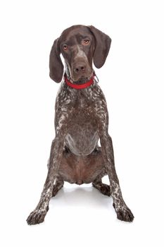 German Shorthaired Pointer in front of a white background