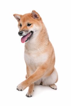 Japanese Shiba Inu dog