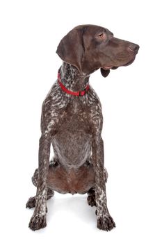 German Shorthaired Pointer in front of a white background