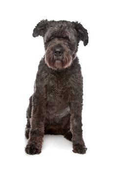 Bouvier des Flandres in front of a white background