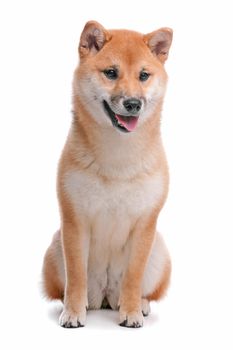 Japanese Shiba Inu dog