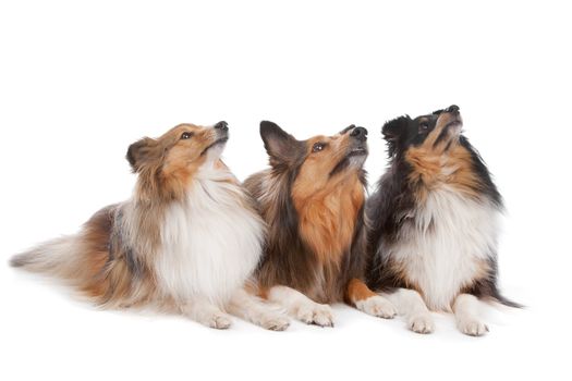 three Shetland Sheepdogs in front of a white background