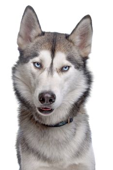 Siberian Husky in front of a white background