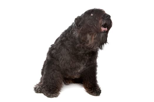 Bouvier des Flandres in front of a white background