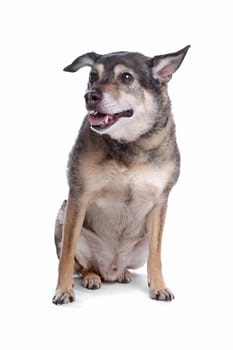 old mixed breed dog in front of a white background