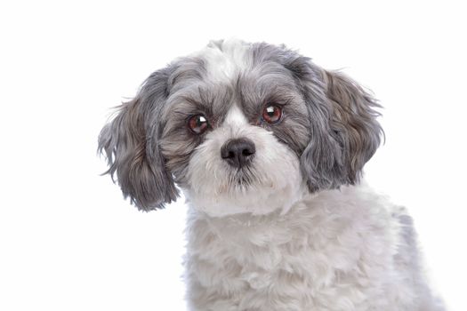 mixed breed dog in front of a white background