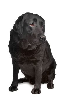 black labrador retriever in front of a white background
