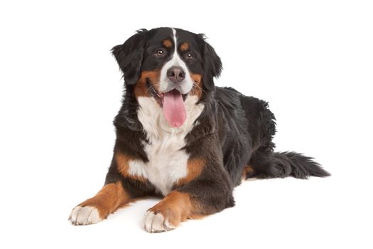 Bernese Mountain Dog in front of a white background