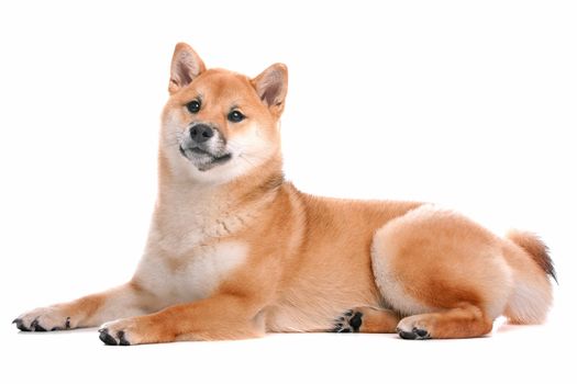 Japanese Shiba Inu dog