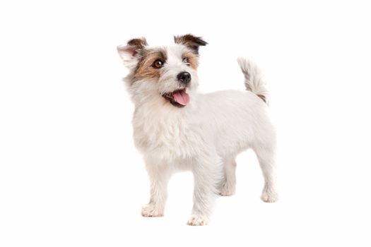 Jack russel Terrier dog in front of a white background