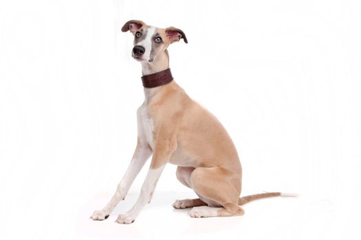 Whippet puppy dog in front of a white background