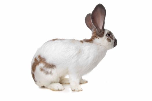 Rabbit in front of a white background