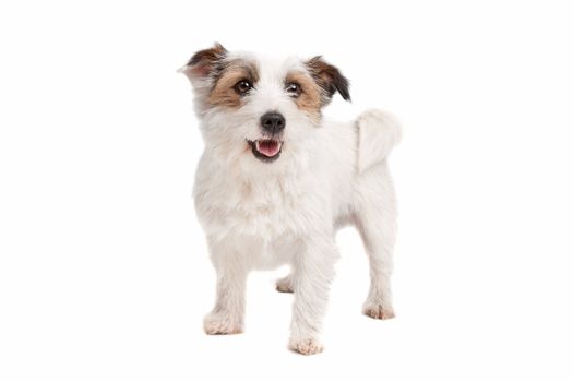 Jack russel Terrier dog in front of a white background