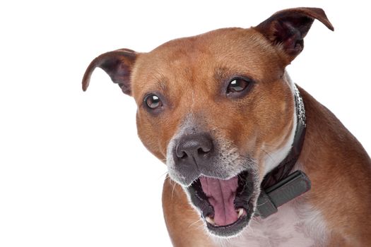 english staffordshire bull terrier (staffordshire, staffy, staffie, stafford) lying on the floor, isolated on a white background