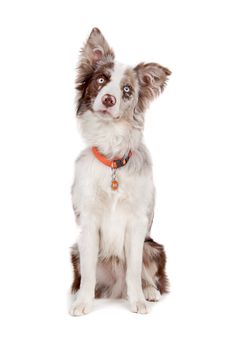 Border collie sheepdog in front of a white background
