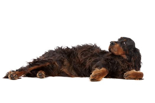 Irish setter dog lying on the ground, on a white background