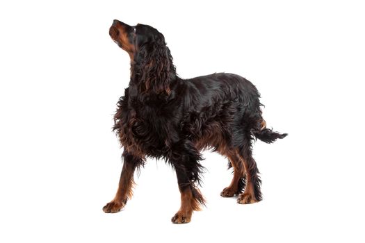 Irish Setter dog standing and looking forward, on a white background