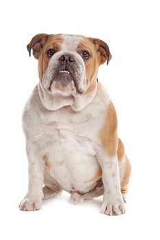 English Bulldog in Front of a white background