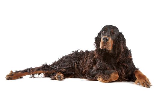 Irish setter dog lying on the ground, on a white background