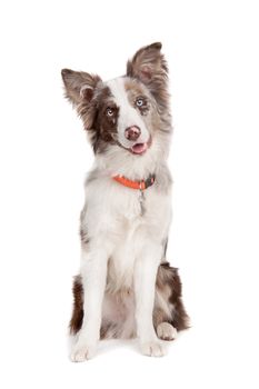 Border collie sheepdog in front of a white background