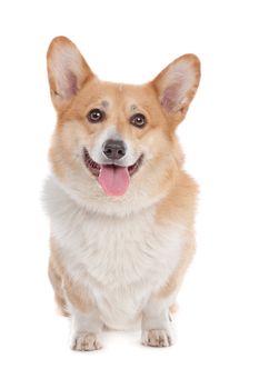 Pembroke Welsh Corgi in front of a white background