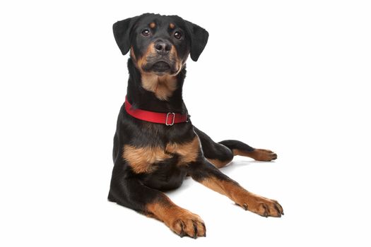 Rottweiler puppy in front of a white background