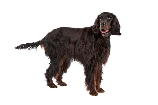 Irish Setter dog standing, on a white background