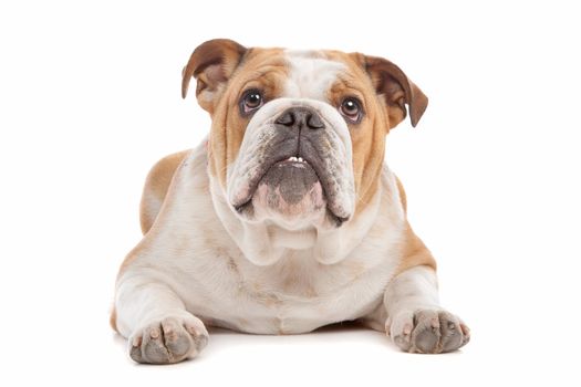 English Bulldog in Front of a white background