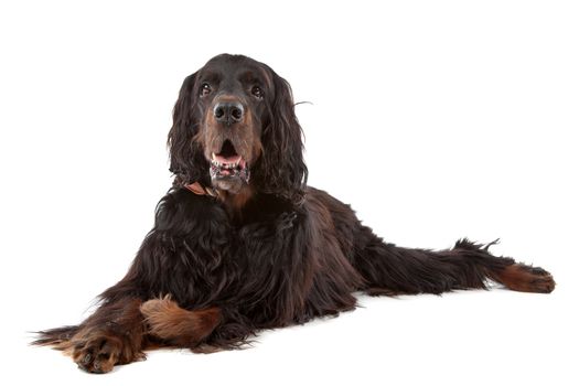 Irish Setter dog lying down, on a white background