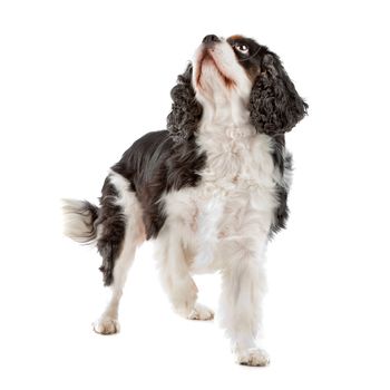 Cute Cavalier King Charles Spaniel dog looking up, on a white background