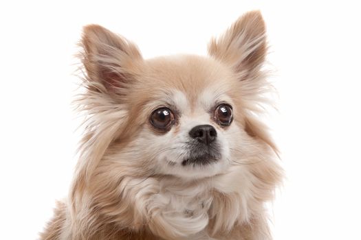 Long haired chihuahua dog in front of a white background