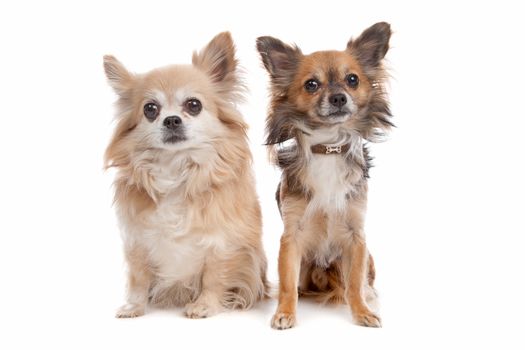 Long haired chihuahua dog in front of a white background