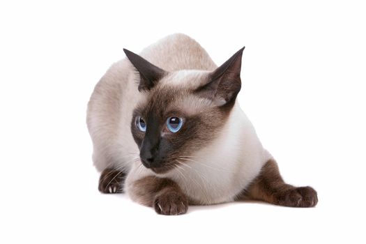 Front view of cute Siamese cat looking sideways, on a white background