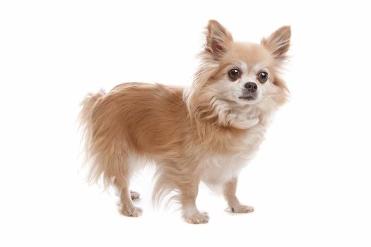 Long haired chihuahua dog in front of a white background