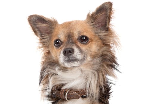 Long haired chihuahua dog in front of a white background