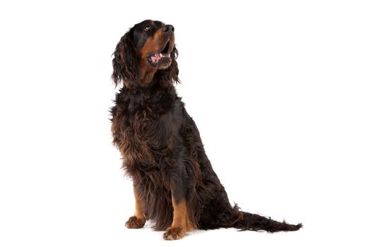 Irish Setter dog sitting with the mouth open, on a white background