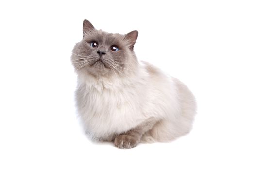 Burmese in front of a white background